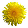 Sunny flower