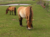 A horse on a field
