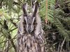 An owl