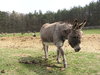 A donkey