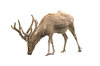 Reindeer