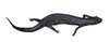 A lizard