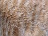 Cat's red fur texture