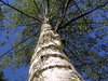 Birch tree
