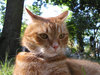 A cat resting on the lawn