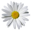 White flower
