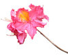 A pink flower