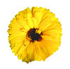 A flower in the rain