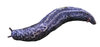 A slug