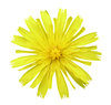 Sunny flower
