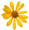 A flower