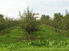 Orchard