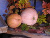 Pumpkins in the autumn