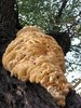 Fungus on the tree