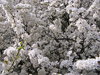 Blooming trees 1