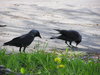 Jackdaws during the romantic w
