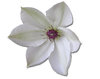 White Flower