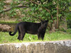 Black Jaguar