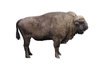 European Bison