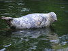 Seal