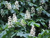 Blooming Aesculus