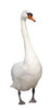 A swan
