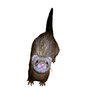 Ferret