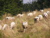 Sheeps in the mountains