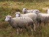 Sweet sheeps