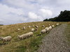 Sheeps Alignment