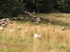 Sheeps Alignment