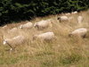 Sheeps in the mountains