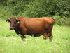 A brown cow