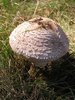 Parasol mushroom