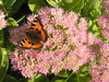 Butterfly on a flower