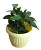 Flower in the pot