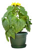 A plant