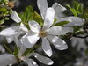 Blooming trees
