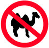 Camels