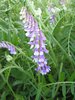 Bell flower