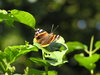 A butterfly