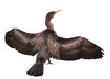 Cormorant