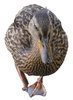 Mallard duck