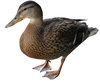 Mallard duck
