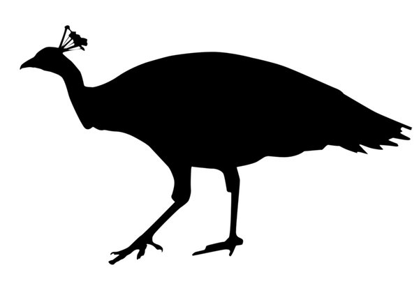 Peacock Silhouette Female peacock: female peacock