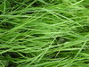 Grass texture