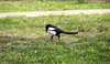 A magpie walk