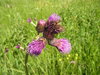 Carduus flower