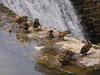 Bathing ducklings