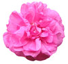 Pink flower